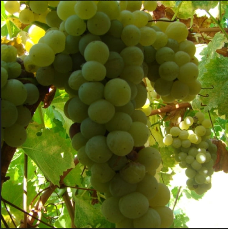 Muscat grape vines sales