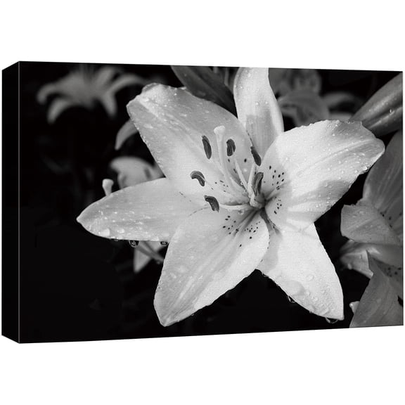 VELVET Canvas Print Wall Art Bouquet of Lily Flowers Floral Plants Photography Modern Art Rustic Closeup Dramatic Duotone Dark Black and White for Living Room, Bedroom, Office 14x11inch Framed