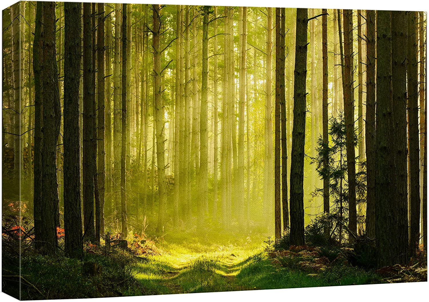 VELVET Canvas Print Wall Art Springtime Summer Sunlight Green Forest ...
