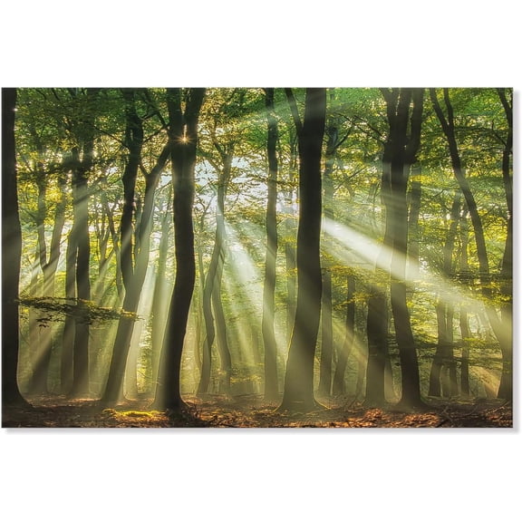VELVET Forest Canvas Wall Art Green Trees Scenery Photo Prints Morning Sunlight Landscape Picture Nature Artwork for Living Room Bedroom Kitchen Home Office Decor 20x16inch Framed