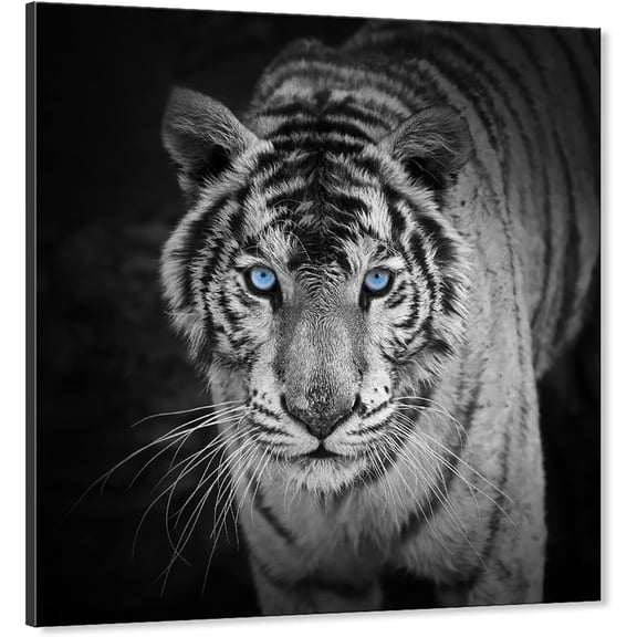 VELVET Tiger Canvas Wall Art Black and White Wildlife Pictures Blue Eyed Tiger Prints on Canvas Modern Animal Poster Painting for Bedroom Office Bathroom Living Room Decor 16x12inch Framed