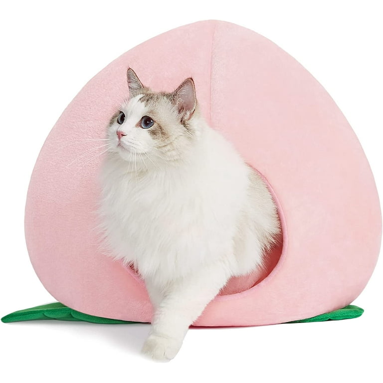 Kitten cave 2025