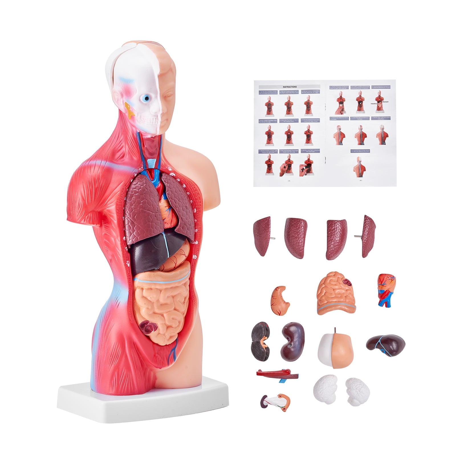 VEVOR Human Body Model, 15 Parts 11 inch,Human Torso Anatomy Model Anatomical Skeleton Model with Removable Organs,Educational Teaching Tool for Students Science Learning School Education Display