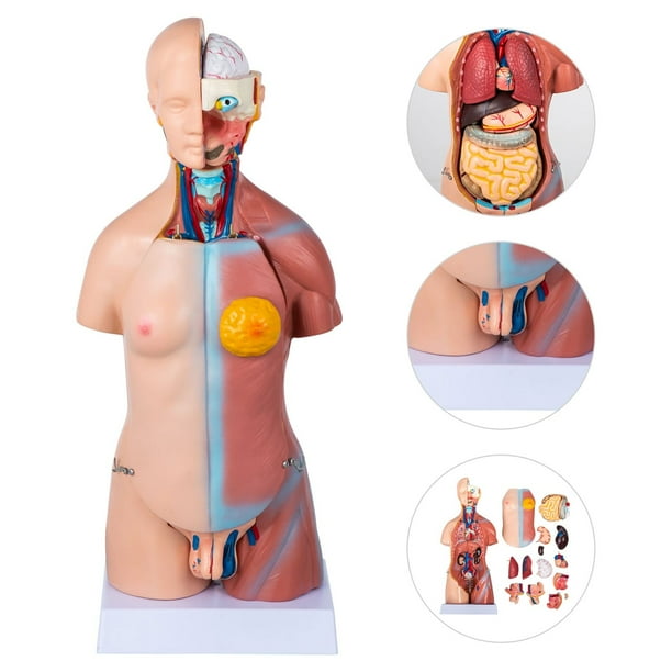 人体模型　Human Torso Anatomically Amazon.com: YXCUSAM Human Torso Model, Unisex Anatomical