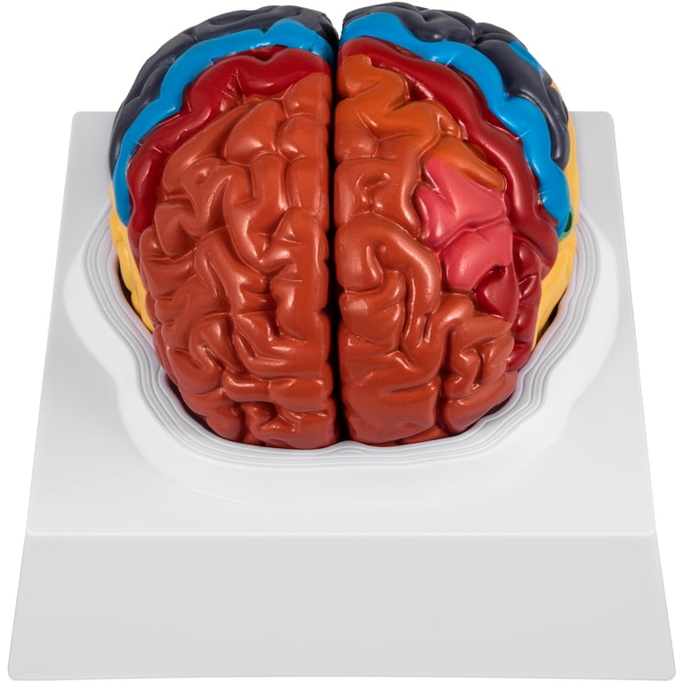 Pvc Brain Teaching Brain Anatomy Anatomical Teaching Models | Plastic Human