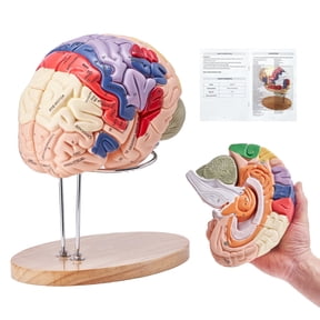 VEVOR Human Brain Model Anatomy,2X Life-Size 4-Part Human Brain Anatomical Model with Labels & Display Base,Color-Coded Detachable Brain Model for Science Research Teaching Learning Study Display