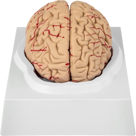 VEVOR Human Brain Model Anatomy 9-Part Model of Brain Life Size Human Brain Anatomical Model W/Display Base & Color-Coded Artery Brain Teaching Anatomy of Brain for Science Classroom Study Display