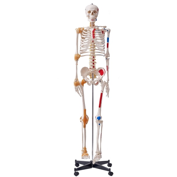 VEVOR Human Skeleton Model for Anatomy, 71.65" Life Size, Accurate PVC Anatomy Skeleton Model with Ligaments, Movable Arms, Legs & Jaw, with Muscle Origin & Insertion Points