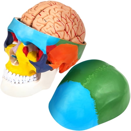 VEVOR Human Skull Model, 8 Parts Brain Human Skull Anatomy, Life-Size Learning Skull with Brain, PVC Painted Human Skull Model, Labeled Anatomical Skull, for Medical Teaching