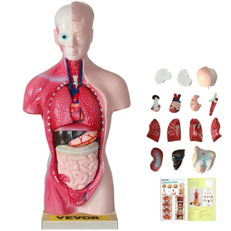 VEVOR Human Torso Anatomy Model, 15 Parts, 11 Inch Human Body Model w/ Brian Skull Head Heart and Removable Organs, Display Base & Product Manual Included, for Student Education Learning Display