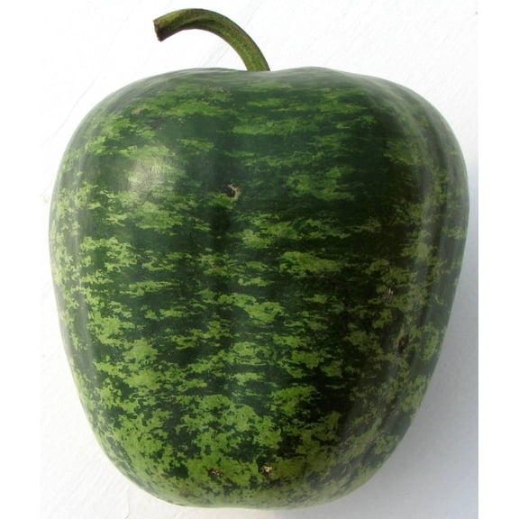 Lagenaria Siceraria (Apple Gourd) Seeds 10 Premium Heirloom Seeds