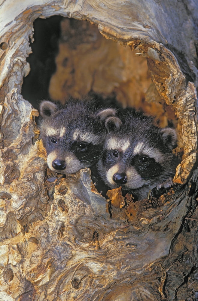 VHurst 11318C Young Raccoon Spring Procyon Lotor Canvas Art - Victoria Hurst Design Pics (11 x 17)