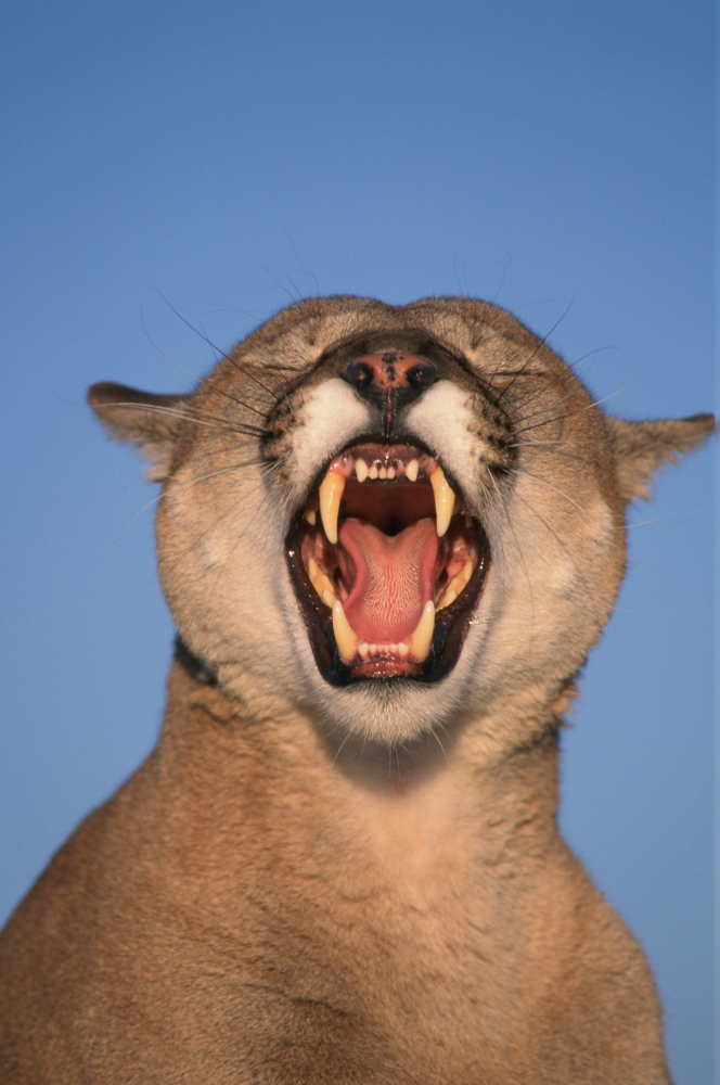 VHurst Tk21663D Mountain Lion Growling Canvas Art - Victoria Hurst Design Pics (11 x 17)