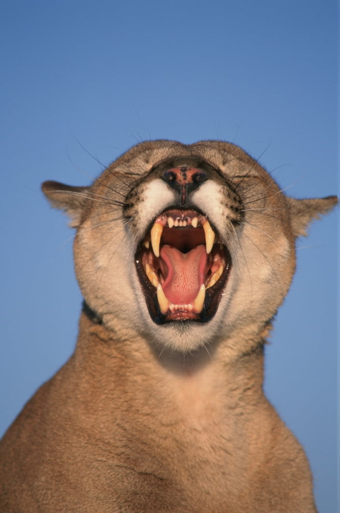 VHurst Tk21663D Mountain Lion Growling Canvas Art - Victoria Hurst Design Pics (22 x 34)