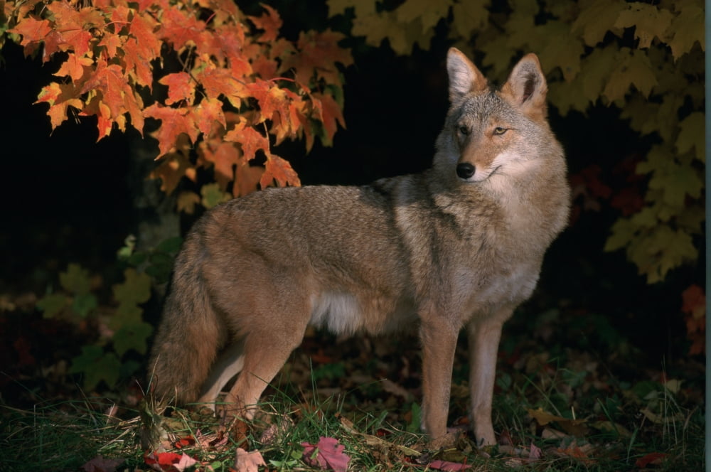 VHurst Tk8678E Coyote In Maple Leaves Canvas Art - Victoria Hurst Design Pics (34 x 22)