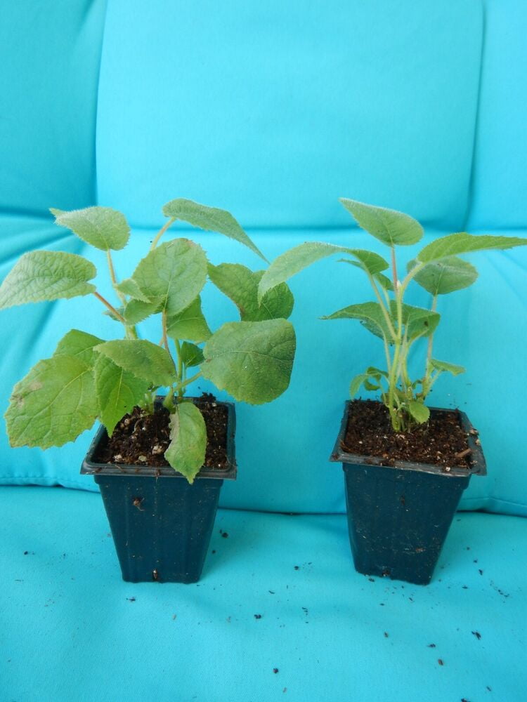 VINCENT Female KiwiLive Starter Plant Fruit Vine Actinidia