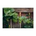thumbnail image 1 of VINE CATCHING SUNSET - Photography Botanical Nature Rustic Unframed Wall Art Print 24 x 36 inches, 1 of 7