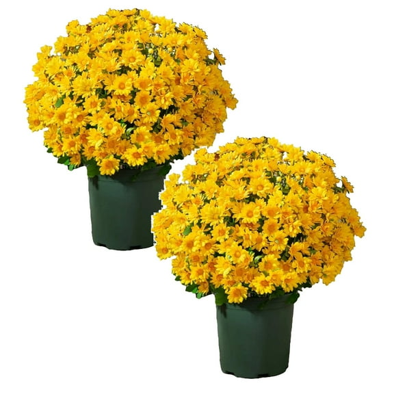 VINOIC Yellow Artificial Chrysanthemums, Realistic Outdoor Garden Flowers, Patio Porch Decor