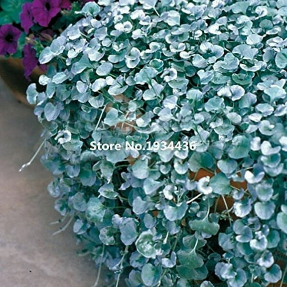 VISTARIC 20 Dichondra Repens Silver Falls Emerald Falls Ground Cover Seeds in Hanging Baskets Very Creative Beautiful Potted Plants