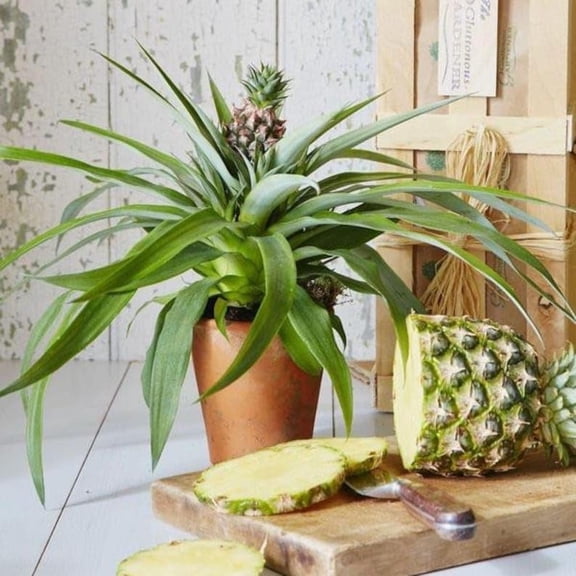 VISTAVERA 'White Jade' Pineapple Plant LIVE Edible Fruit Producing