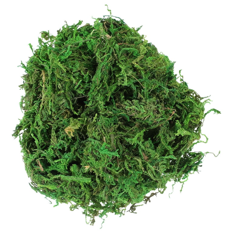 VOSAREA 3 Packs of Natural Dried Moss Decorative Lichen Plants for Patio  Decoration