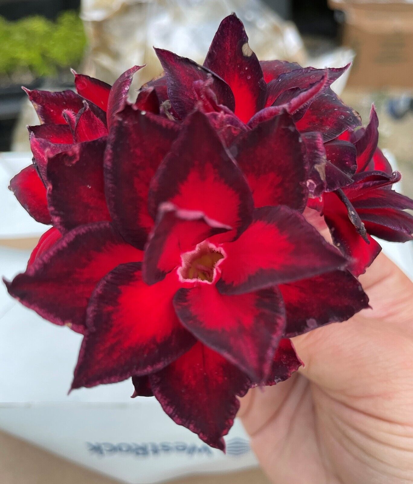 VULCANUS NX" Adenium Obesum Grafted Plant "Desert Rose Plant *USA