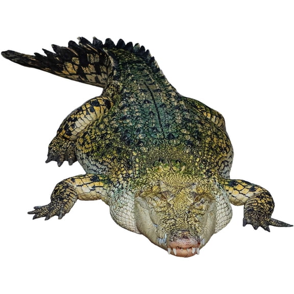VWAQ Crocodile Wall Decal Sticker - Realistic Animal Vinyl Wall Art - PAS24 (16" H X 22" W)