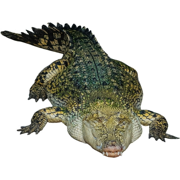 VWAQ Crocodile Wall Decal Sticker - Realistic Animal Vinyl Wall Art - PAS24 (36" H X 49" W)