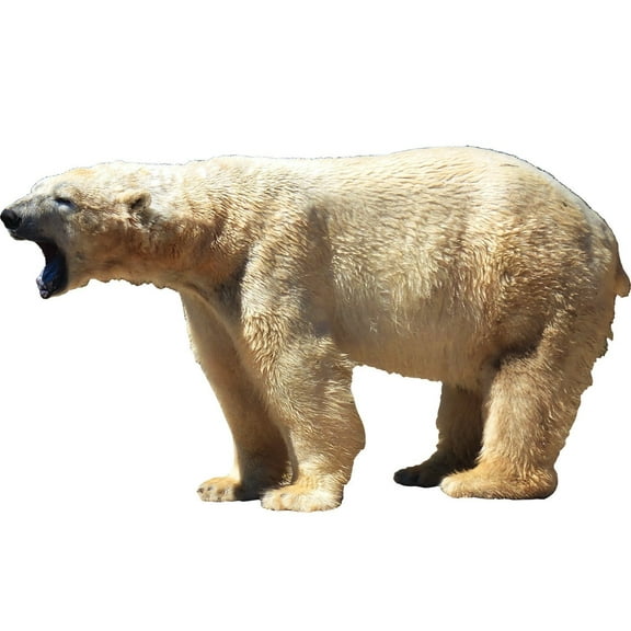 VWAQ Polar Bear Wall Decal Sticker White Bear Wall Art Animal Decor Mural VWAQ-PAS10 (24"H X 40"W)