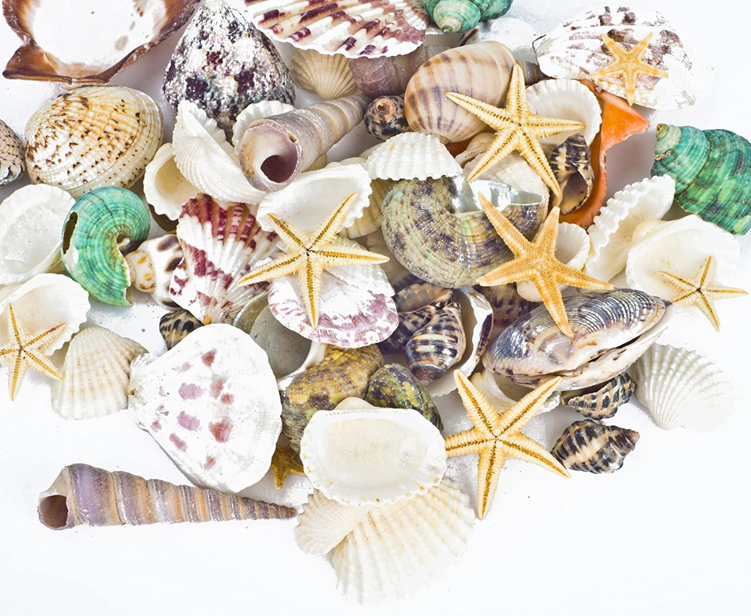 VYINPMY Sea Shells Mixed Beach Seashells Starfish for Beach Theme Party ...