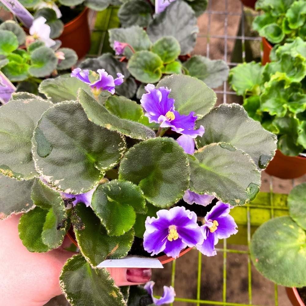 VaT King of Peas Variegated African Violet, 4 inch, Gesneriad Deep Purple White Albomarginata