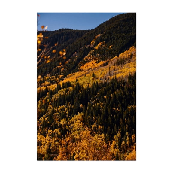Vail Pass Hillside - Vail Colorado Photography Autumn Forest Nature Landscape Mountain Woods Scenic Unframed Wall Art Print 4 x 6 inches