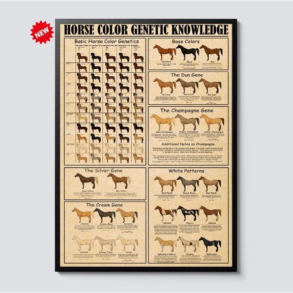 ValCoPo Horse Color Genetic Knowledge Poster, Equine Coat Color Inheritance Chart, Educational Vintage Art for Barn, Stable, Horse Lovers