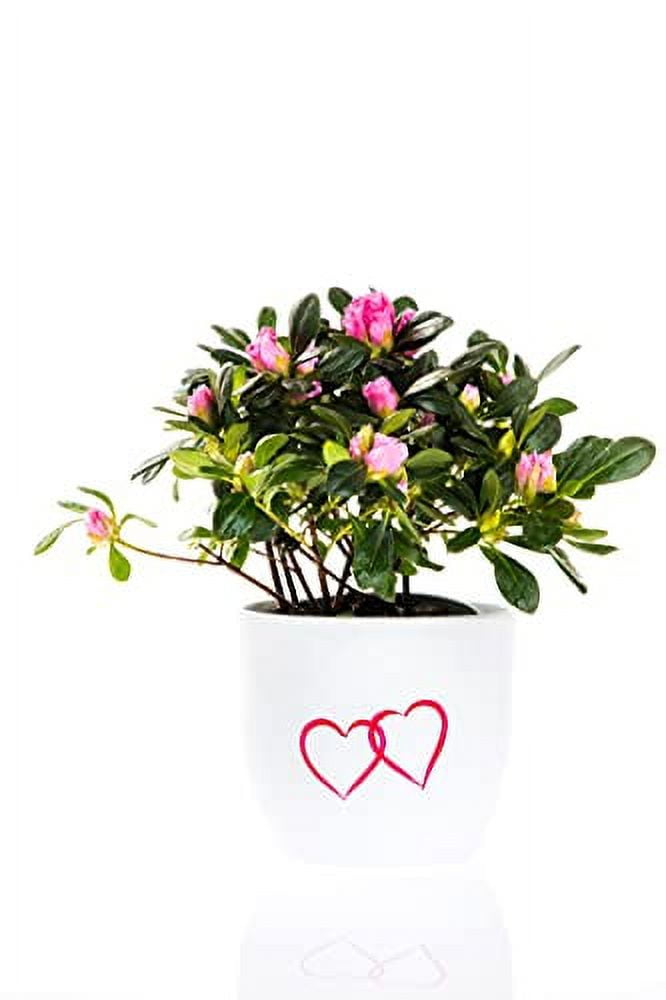 Send Peaceful Love Plant Online, Price Rs.645 | FlowerAura