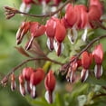 thumbnail image 1 of Valentine Bleeding Heart Perennial - Dicentra - Bareroot, 1 of 1