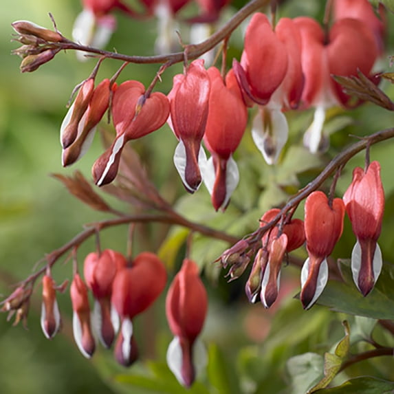 Valentine Bleeding Heart Perennial - Dicentra - Bareroot