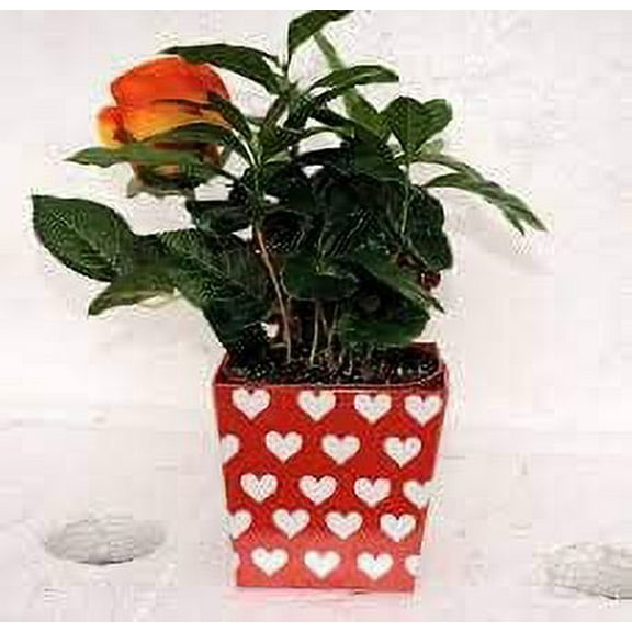 Valentine 'Coffee Plant' - Coffee/decorative pot/Coffee Tree -unique from jmbamboo