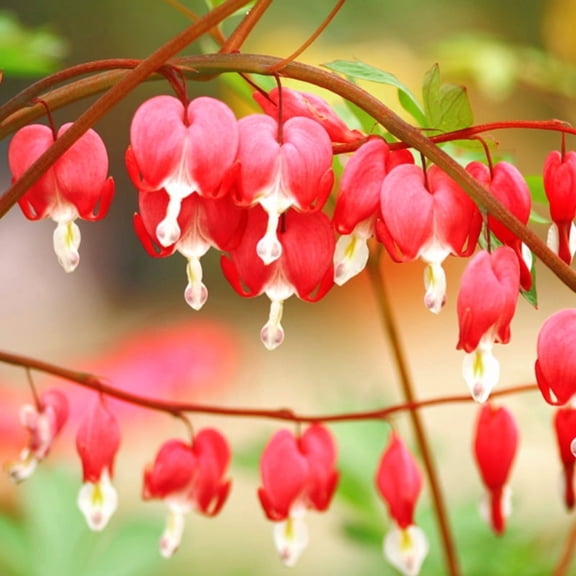 Valentine Red Bleeding Heart Flower Root - Grows Great in Shade - Good as Cut Flowers - Perennializing - Easy to Grow Live Plants - Outdoor Garden