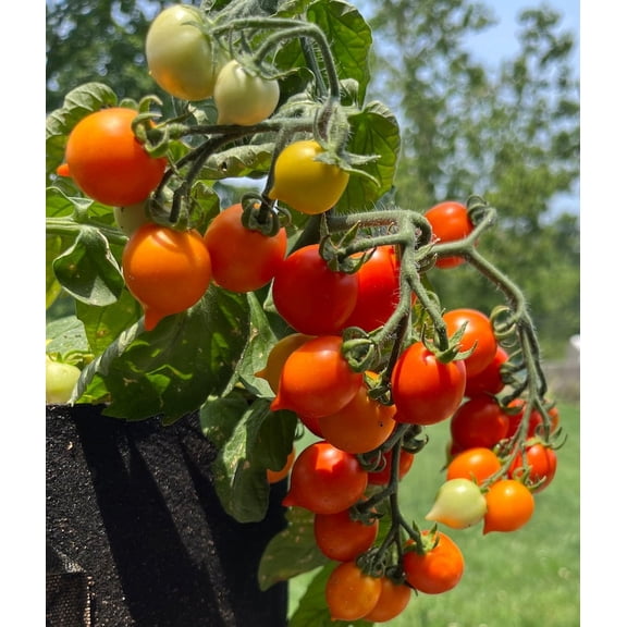 Valentines Day Orange Heart Micro Dwarf Bonsai Tomato Premium Seed Packet