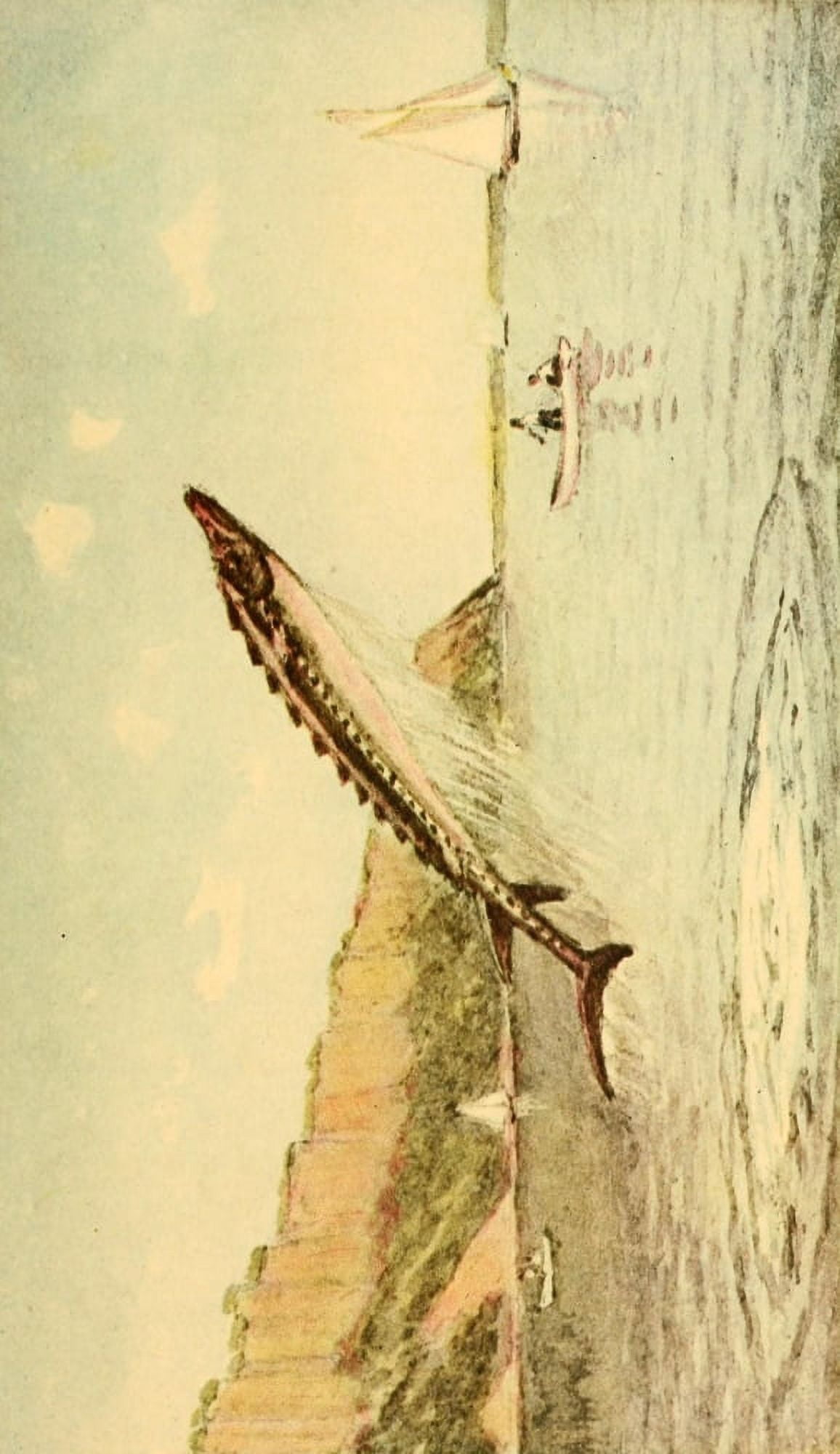 Valentines manual of old New York 1919 Leaping Sturgeon in the Hudson opp Hastings Canvas Art - Unknown (18 x 24)