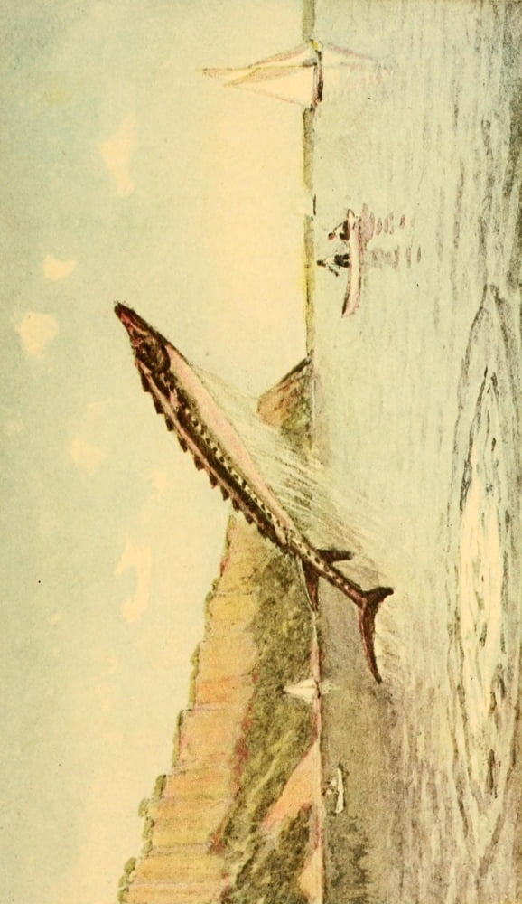 Valentines manual of old New York 1919 Leaping Sturgeon in the Hudson opp Hastings Canvas Art - Unknown (24 x 36)