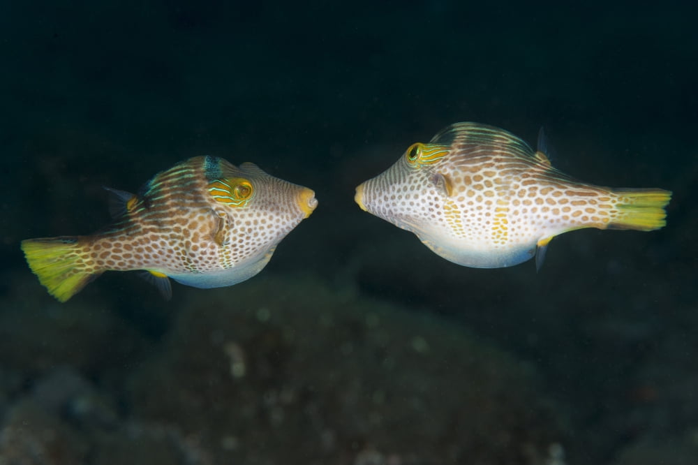Valentinnis sharpnose puffer face to face in territorial behavior Bali Canvas Art - Steve JonesStocktrek Images (35 x 23)
