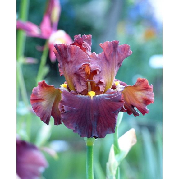 Valentino Tall Bearded Iris - 1 Rhizome
