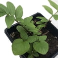 thumbnail image 1 of Valerian Seeds (Valeriana officinalis) 75 Seeds (0.1 grams), 1 of 2