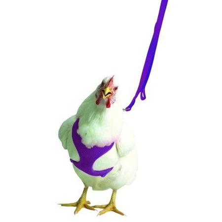 Valhoma Chicken Harness "Hen Size" - PLUS 6 FT Matching Chicken Leash Purple