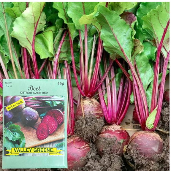 Valley Greene 1.2g Beet Detroit Seeds : 2CT