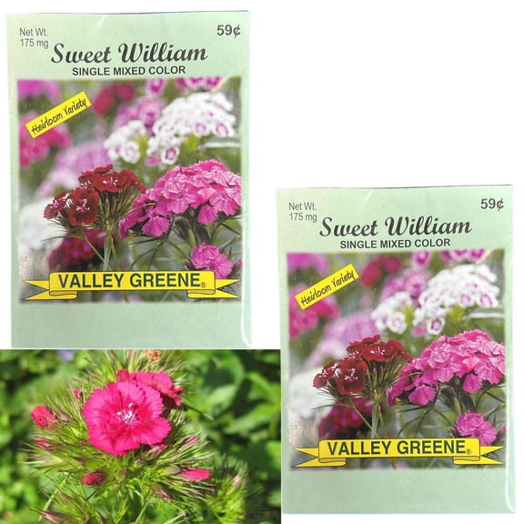 Valley Greene 175mg Sweet William SeedsSingle Color:2CT