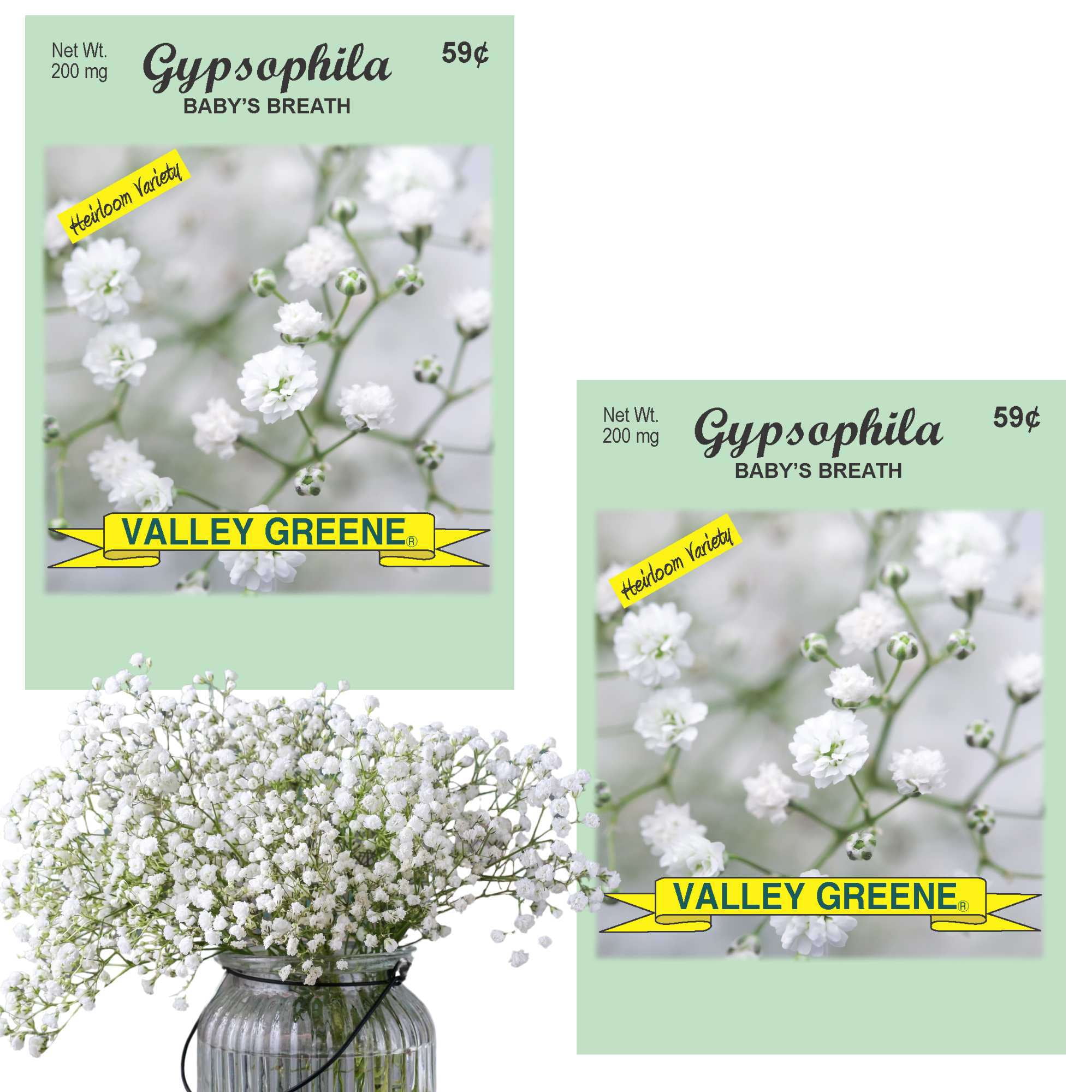 5粒超お得セットレアリー、ジプソフィラ、バルニミアナの種子 Valley Greene 200mg Gypsophila Baby's Breath Seeds :2CT - Walmart.com