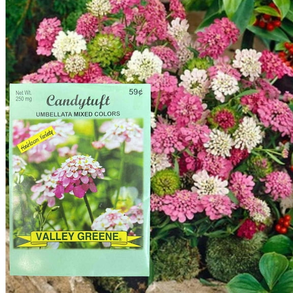 Valley Greene 250mg Candytuft Umbellata Mixed Colors Seeds :2CT