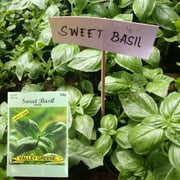 Valley Greene 350g Little Marvel Sweet Basil Seeds 2CT